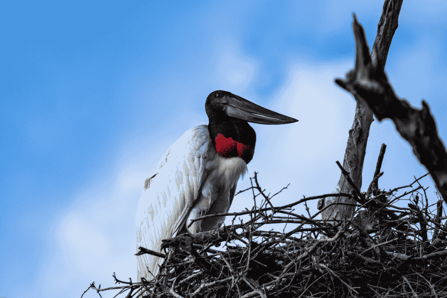 Tuiuiú, ave símbolo do Pantanal, empoleirado em ninho