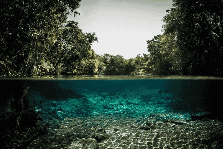 Foto meio submersa mostra o leito de um rio cristalino com árvores nas margens em Bonito, MS.