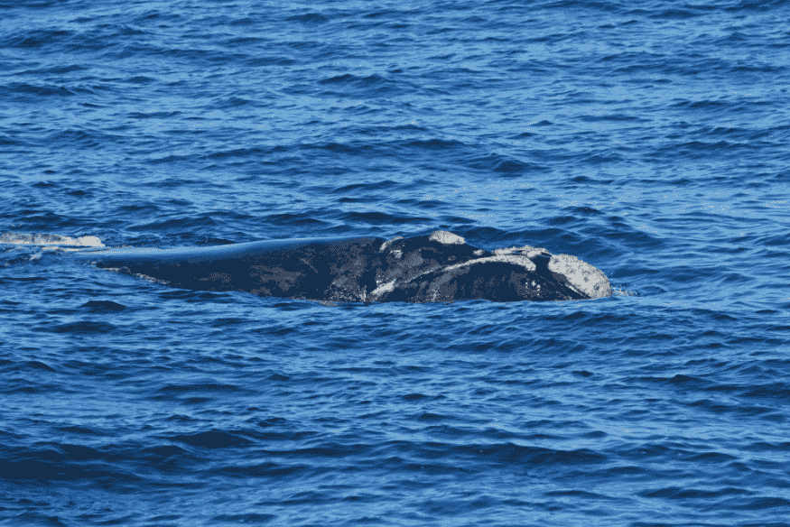 Baleia-franca-austral nadando próxima à superfície do mar em Santa Catarina.